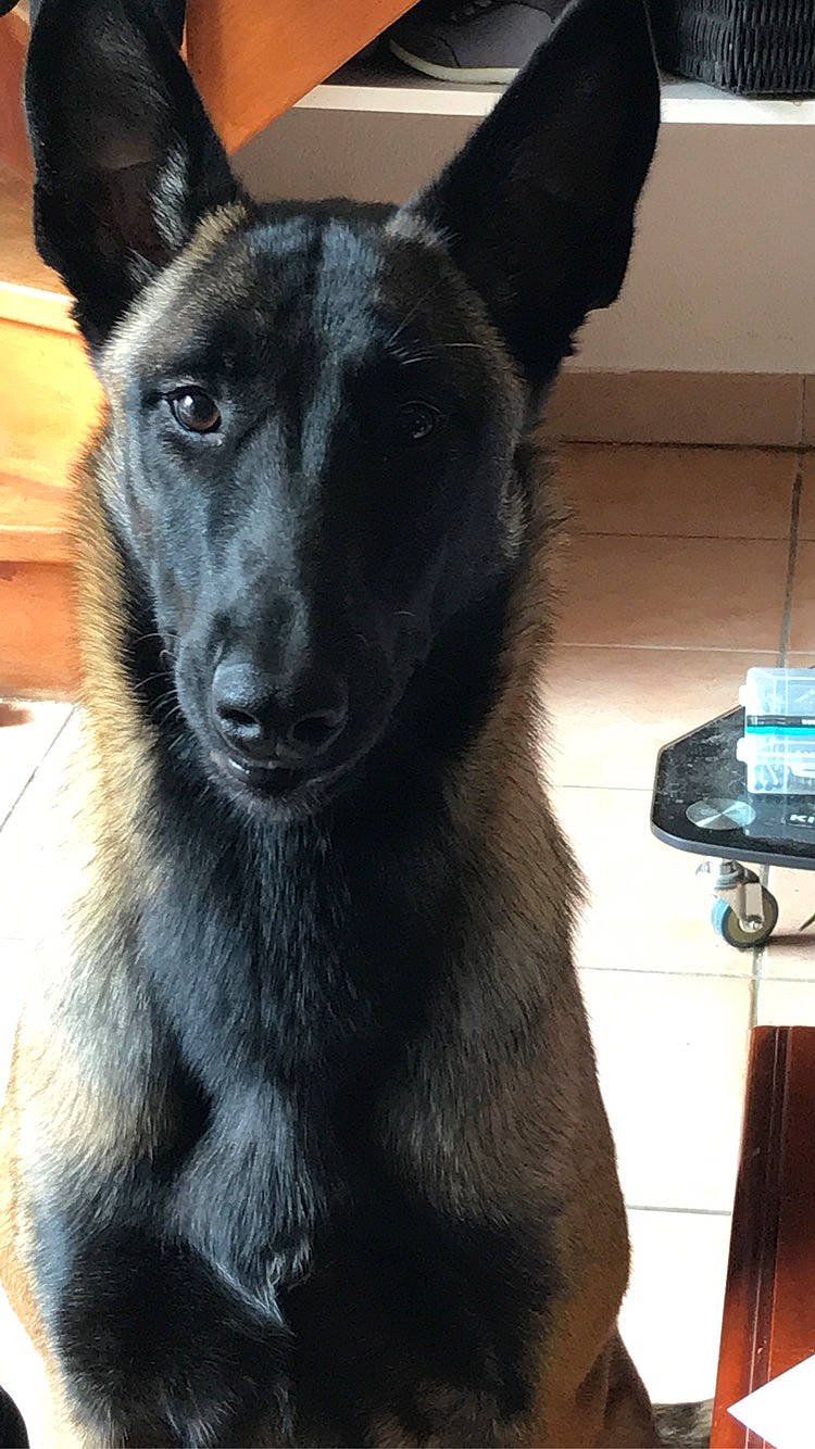 Priska participe au concours pour gagner de l'argent avec cette photo : belgian_shepherd, belgian_shepherd_malinois, black_norwegian_elkhound, canidae, carnivore, dog, dog_breed, formosan_mountain_dog, mammal, norwegian_elkhound, snout, vertebrate