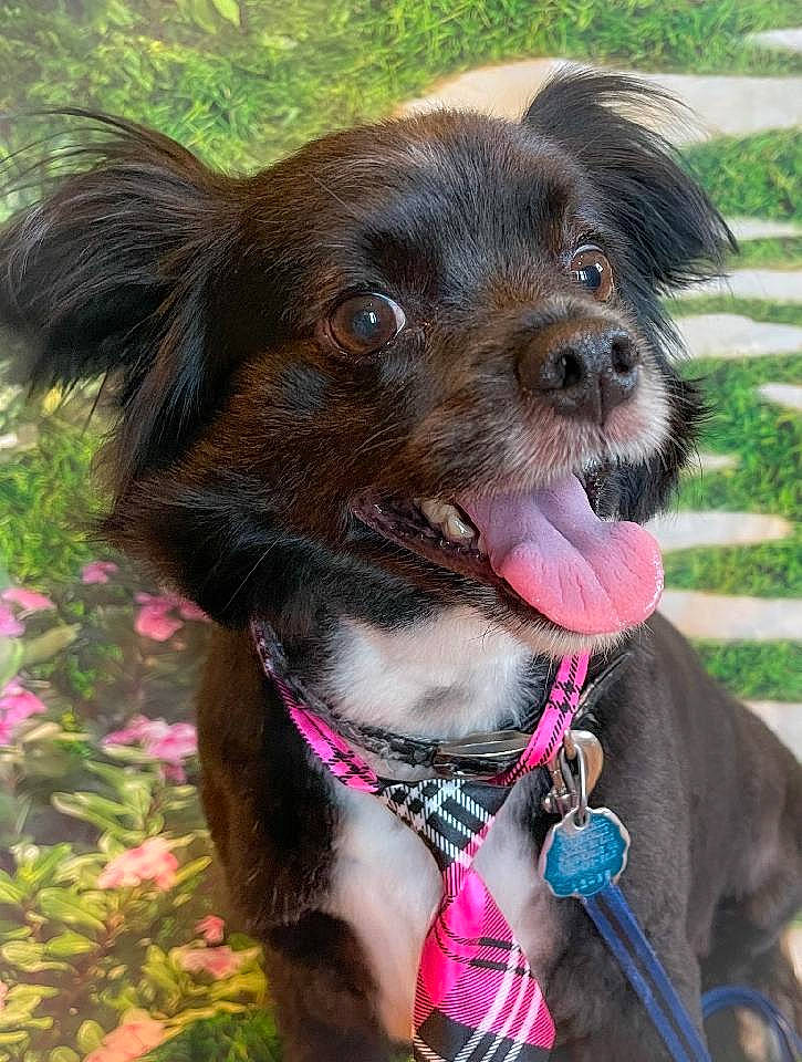 Cujo is registered to the contest to win money with this photo: canidae, carnivore, collar, companion_dog, dog, dog_breed, dog_collar, dog_supply, fashion_accessory, fawn, fur, grass, leash, liver, pet_supply, plant, snout, water_dog, whiskers, working_animal