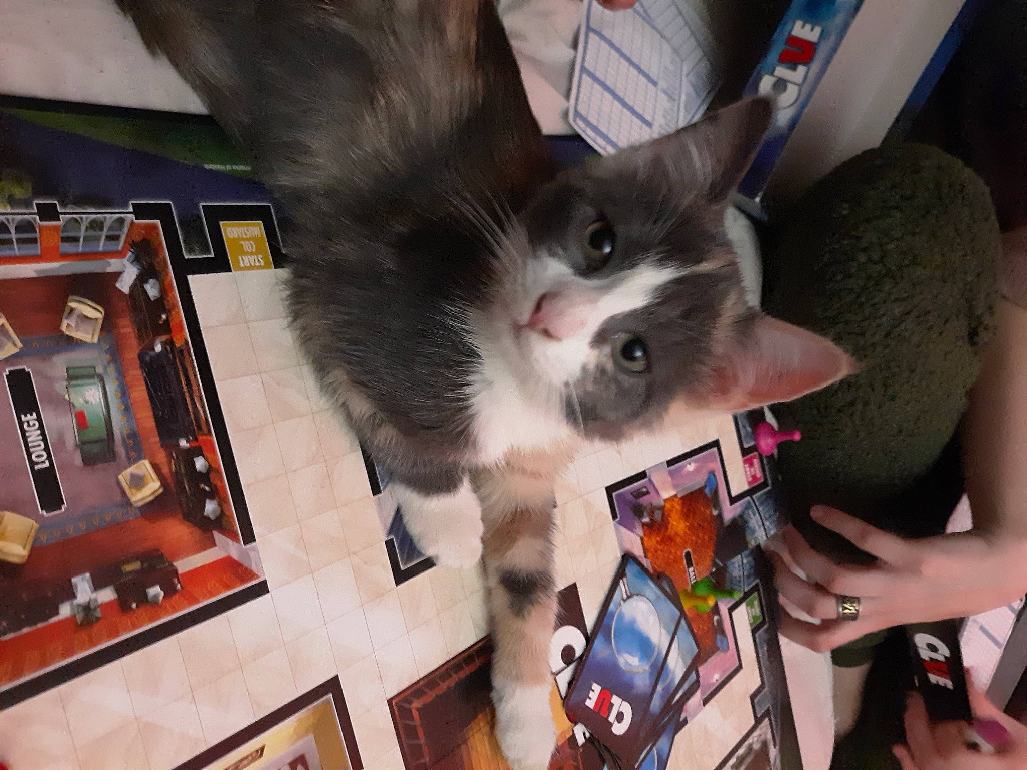 Athena joined the competition — help win amazing prizes! audio_equipment, box, cardboard, carnivore, cat, domestic_short_haired_cat, felidae, fun, fur, lap, nail, paw, picture_frame, small_to_medium_sized_cats, tail, whiskers