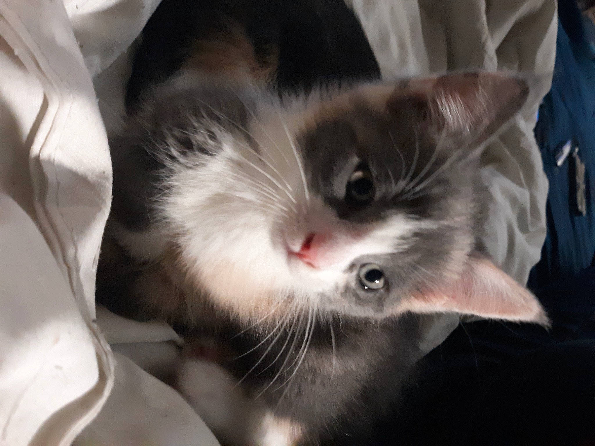 Athena is registered to the contest to win money with this photo: box, carnivore, cat, claw, close_up, comfort, domestic_short_haired_cat, ear, eye, felidae, fur, paw, small_to_medium_sized_cats, snout, tail, whiskers