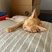 Bounty participe au concours pour gagner de l'argent avec cette photo : kitten, cat, sleeping, orange_cat, paw, blanket, texture, cardboard_box, indoor, resting, cute, pet, feline, fur, cozy, closeup, home, animal, relaxation, soft_light