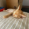 kitten, cat, sleeping, orange_cat, paw, blanket, texture, cardboard_box, indoor, resting, cute, pet, feline, fur, cozy, closeup, home, animal, relaxation, soft_light