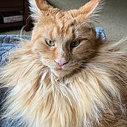 Poop is registered to the contest to win money with this photo: cat, orange_cat, fluffy, long_hair, green_eyes, indoor, blanket, furniture, cozy, pet, animal, portrait, close_up, fur, mammal, cute, whiskers, domestic_cat, relaxed, sitting