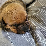 Tokyo participe au concours pour gagner de l'argent avec cette photo : adorable, animal, blanket, brown_fur, close_up, cozy, cute, dog, fur, indoor, nap, peaceful, pet, puppy, resting, sleeping, small, snout, soft_texture, young