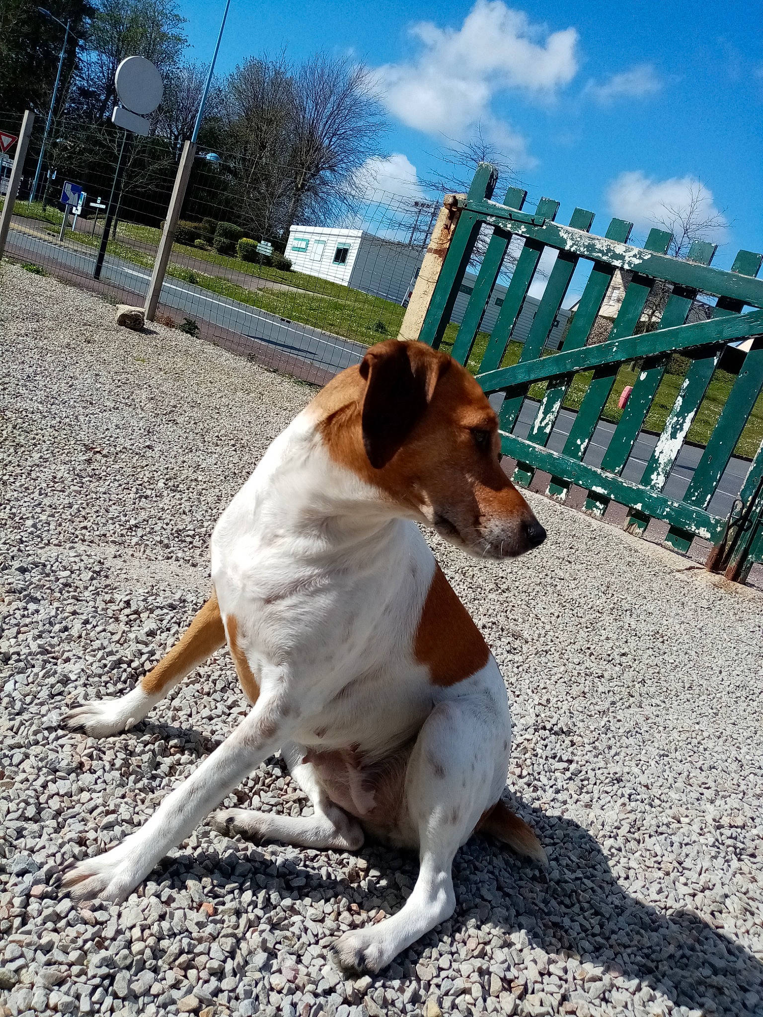 Maya participe au concours pour gagner de l'argent avec cette photo : brazilian_terrier, canidae, carnivore, companion_dog, danish_swedish_farmdog, dog, dog_breed, fawn, feist, fox_terrier, hunting_dog, jack_russell_terrier, mammal, miniature_fox_terrier, rat_terrier, russell_terrier, smooth_fox_terrier, sporting_group, tenterfield_terrier, terrier