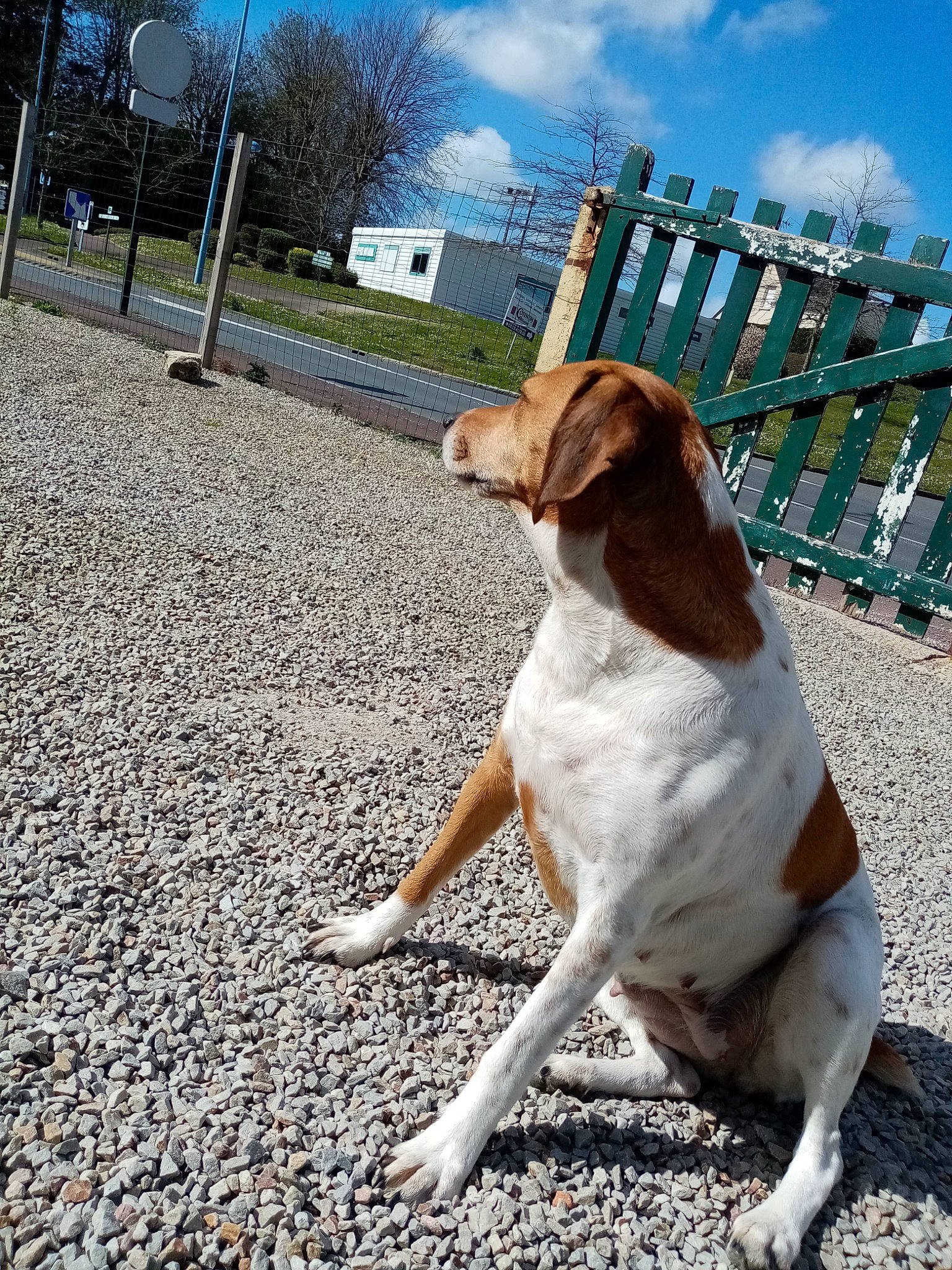 Maya participe au concours pour gagner de l'argent avec cette photo : american_foxhound, braque_saint_germain, brittany, canidae, carnivore, companion_dog, dog, dog_breed, gun_dog, harrier, hunting_dog, mammal, pointer, pointing_breed, rare_breed_dog, sporting_group, treeing_walker_coonhound, vertebrate