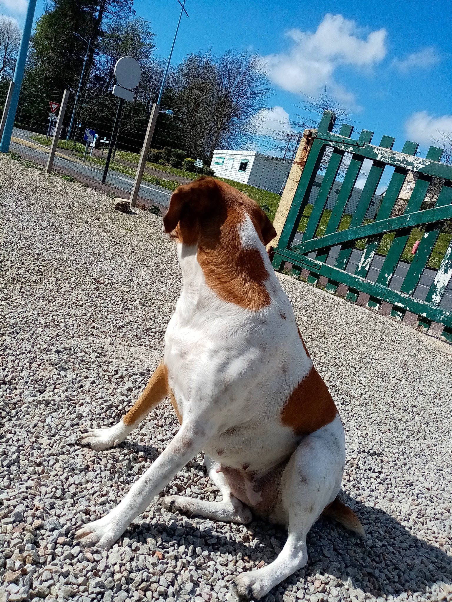 Maya participe au concours pour gagner de l'argent avec cette photo : braque_saint_germain, brittany, canidae, carnivore, companion_dog, dog, dog_breed, fawn, hunting_dog, mammal, pointer, pointing_breed, rare_breed_dog, sporting_group, vertebrate