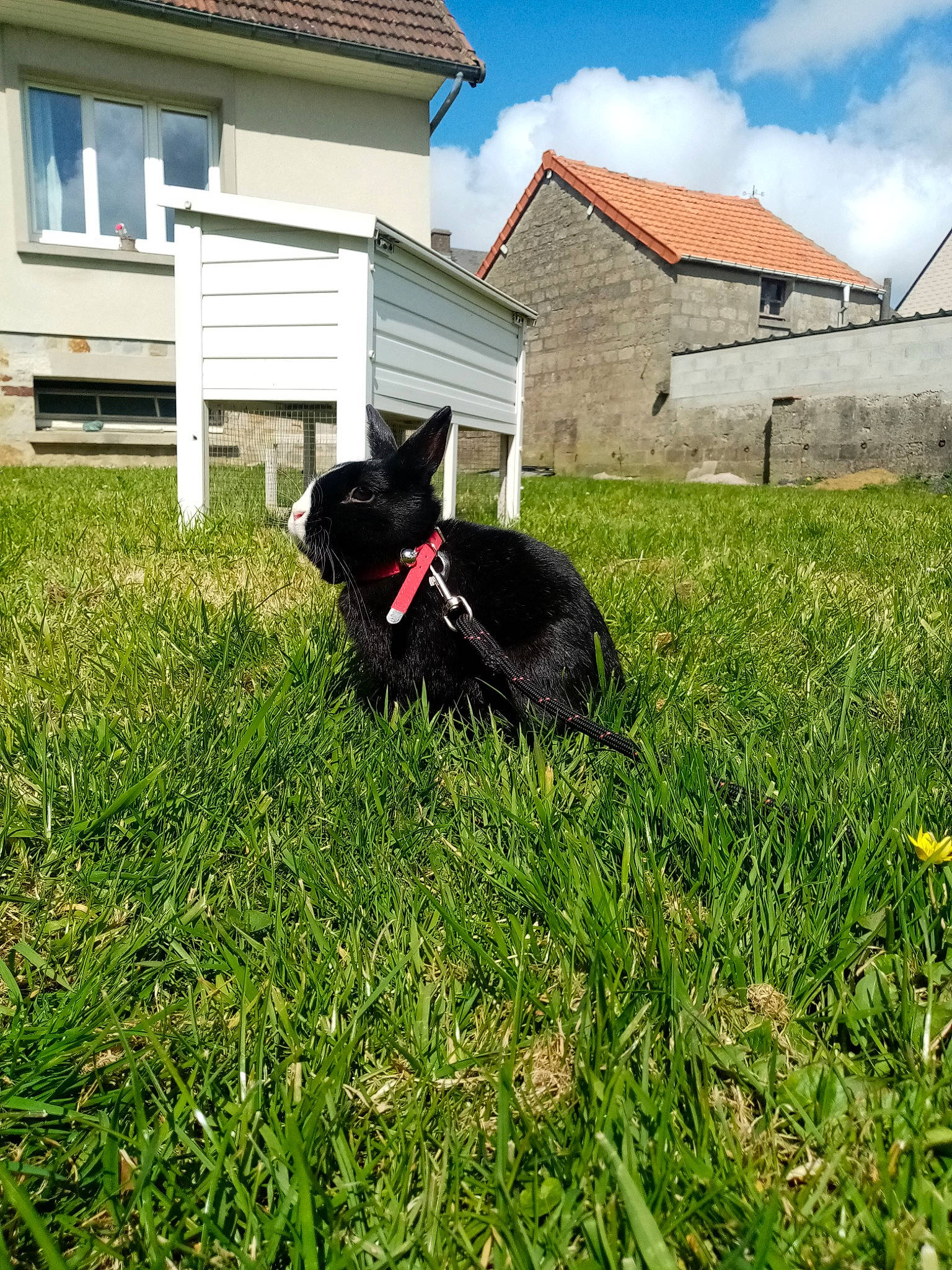 Bambi participe au concours pour gagner de l'argent avec cette photo : canidae, carnivore, dog, dog_breed, french_bulldog, grass, lawn, non_sporting_group, plant, schipperke, sporting_group