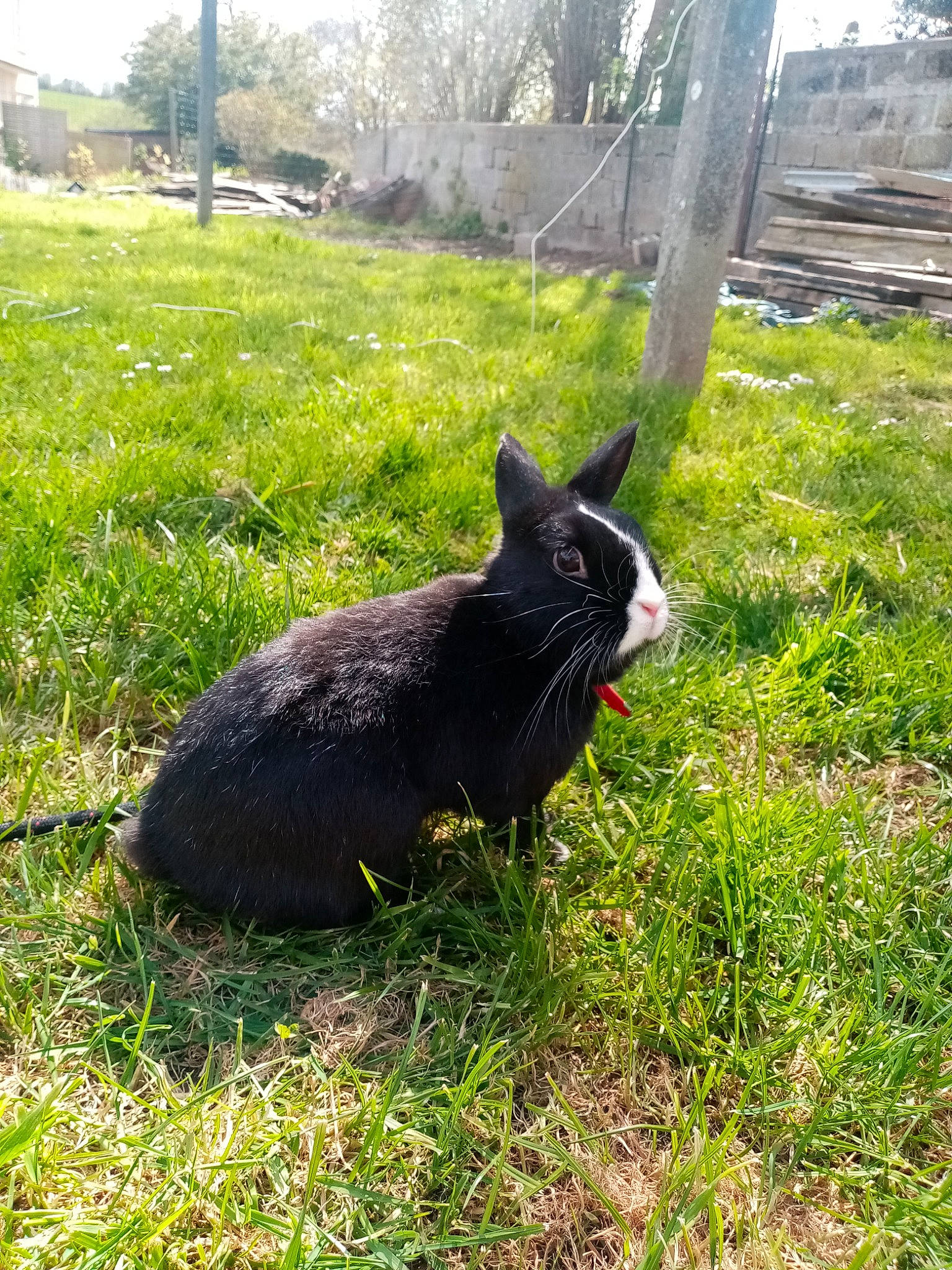 Bambi participe au concours pour gagner de l'argent avec cette photo : carnivore, cat, felidae, grass, plant, rabbit, small_to_medium_sized_cats, tail, whiskers