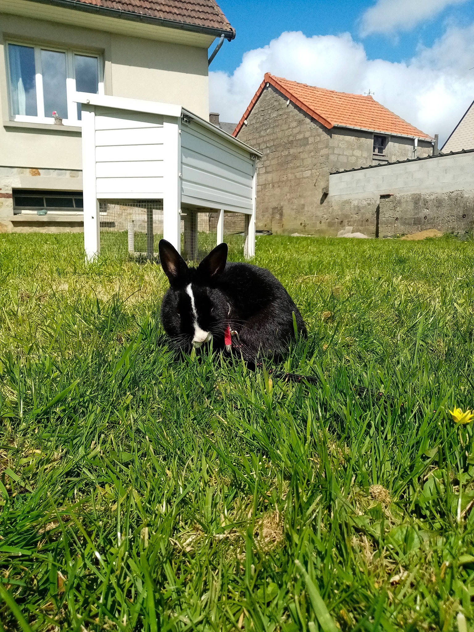 Bambi participe au concours pour gagner de l'argent avec cette photo : backyard, canidae, carnivore, dog, dog_breed, domestic_rabbit, french_bulldog, grass, grass_family, home, house, lawn, non_sporting_group, plant, rabbit, rabbits_and_hares, yard