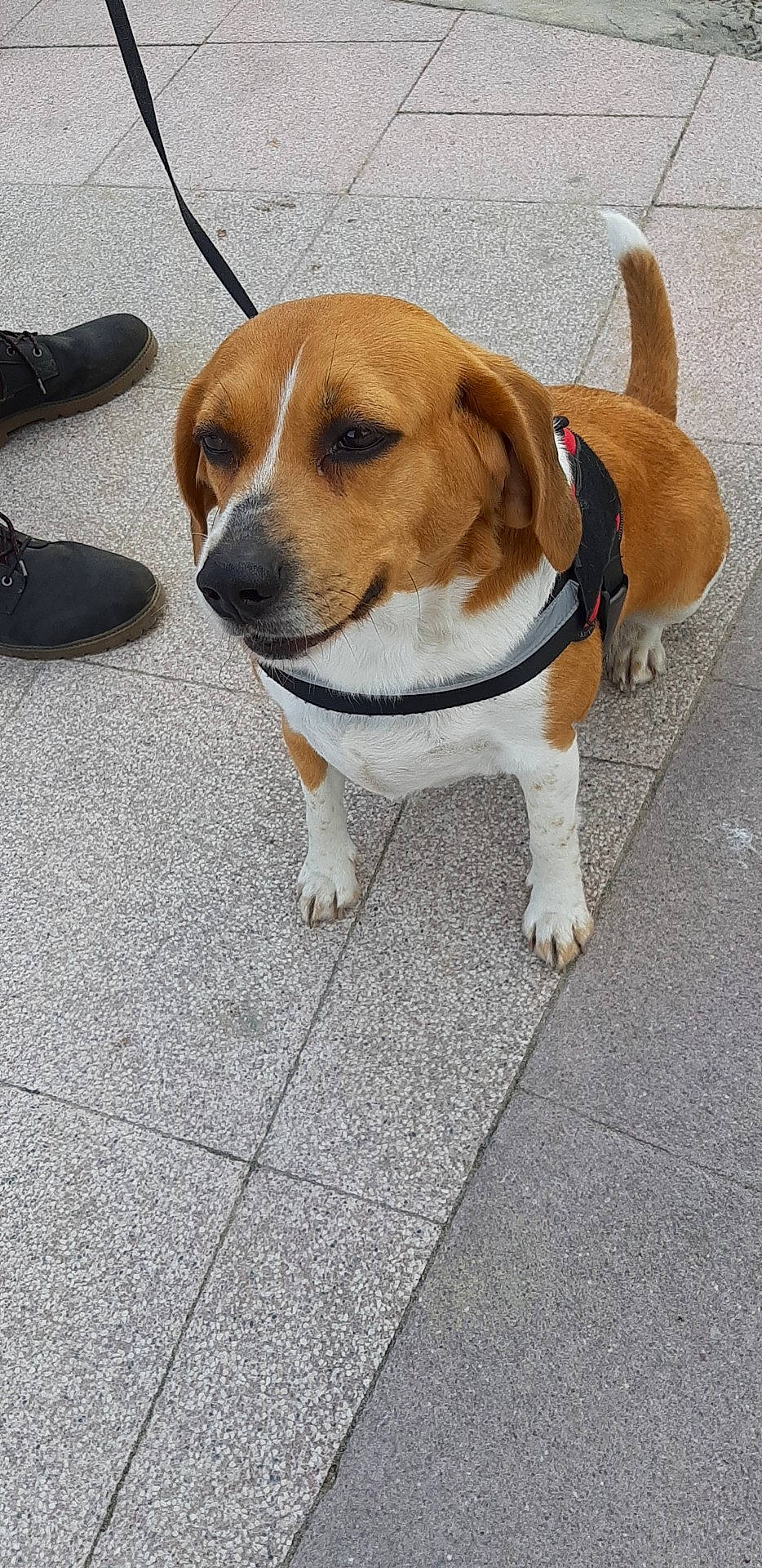 Helly a rejoint le concours — aidez-le/la à gagner de superbes lots ! american_foxhound, beagador, beagle, beagle_harrier, canidae, carnivore, companion_dog, dog, dog_breed, estonian_hound, fawn, harrier, hound, leash, mammal, pocket_beagle, rare_breed_dog, snout, sporting_group, vertebrate