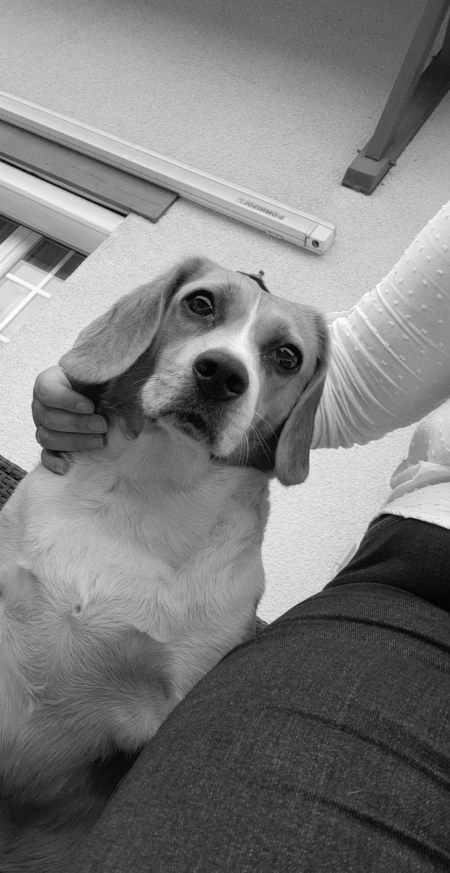 Helly a rejoint le concours — aidez-le/la à gagner de superbes lots ! beagle, black_and_white, canidae, carnivore, companion_dog, dog, dog_breed, ear, eye, harrier, mammal, nose, puppy, puppy_love, snout, sporting_group, whiskers