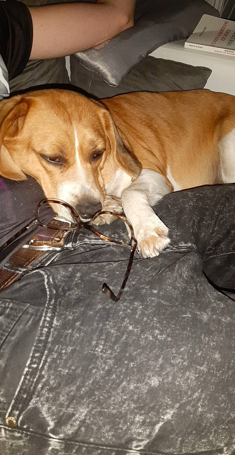 Helly a rejoint le concours — aidez-le/la à gagner de superbes lots ! beagador, beagle, canidae, carnivore, companion_dog, dog, dog_breed, drever, fawn, harrier, hound, hunting_dog, mammal, pocket_beagle, portuguese_pointer, posavac_hound, rare_breed_dog, snout, sporting_group, vertebrate