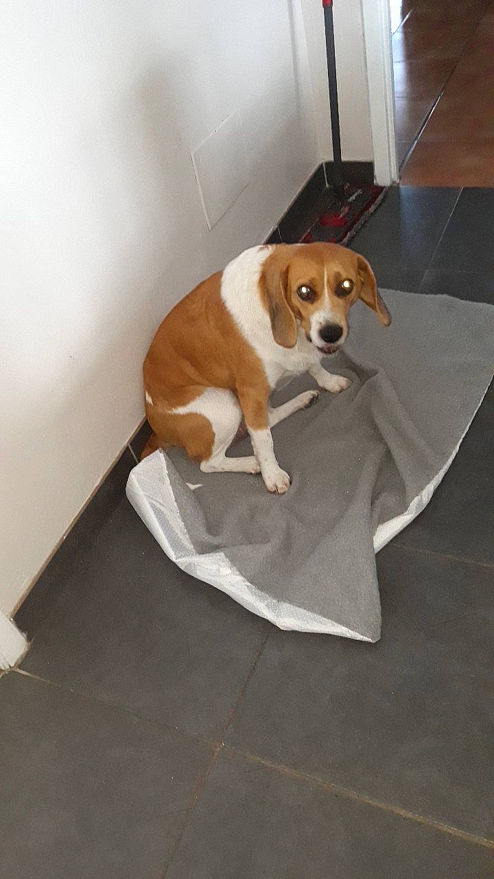 Helly a rejoint le concours — aidez-le/la à gagner de superbes lots ! american_foxhound, beagle, beagle_harrier, canidae, carnivore, companion_dog, dog, dog_breed, drever, english_foxhound, fawn, finnish_hound, floor, hamiltonstovare, harrier, hound, pocket_beagle, posavac_hound, sporting_group, treeing_walker_coonhound