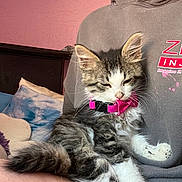 Avacodo is registered to the contest to win money with this photo: kitten, cat, pet, sleepy, collar, bow_tie, person, hoodie, lap, indoor, bed, pillow, pink_wall, fur, whiskers, relaxed, cute, animal, domestic, resting