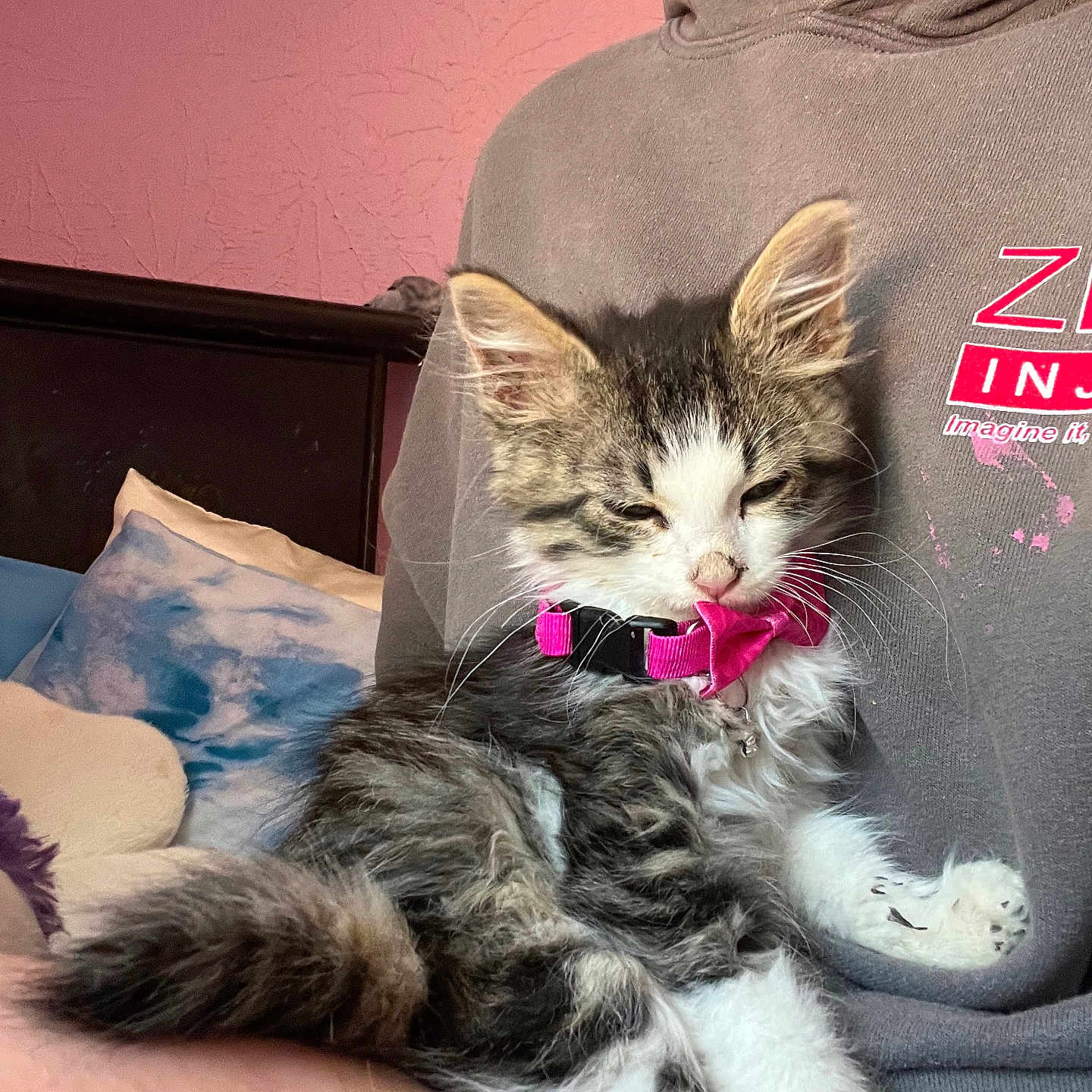 Avacodo is registered to the contest to win money with this photo: kitten, cat, pet, sleepy, collar, bow_tie, person, hoodie, lap, indoor, bed, pillow, pink_wall, fur, whiskers, relaxed, cute, animal, domestic, resting
