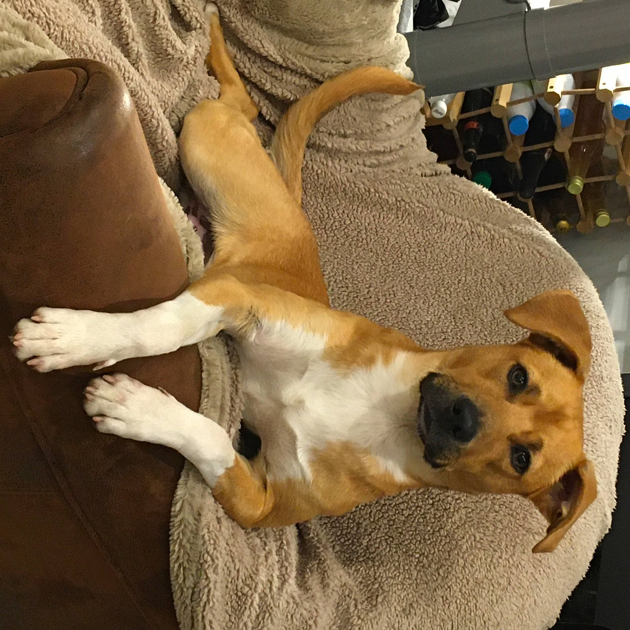 Bloody a rejoint le concours — aidez-le/la à gagner de superbes lots ! canidae, carnivore, collar, comfort, companion_dog, couch, dog, dog_breed, dog_collar, fawn, fur, human_leg, paw, pet_supply, snout, sporting_group, tail, whiskers, wood, working_animal