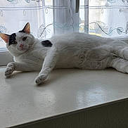 Saba a rejoint le concours — aidez-le/la à gagner de superbes lots ! cat, white_cat, black_spots, windowsill, window, curtains, indoor, pet, animal, relaxed, laying_down, fur, whiskers, ears, paws, natural_light, home, domestic_cat, cute, curious