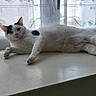 cat, white_cat, black_spots, windowsill, window, curtains, indoor, pet, animal, relaxed, laying_down, fur, whiskers, ears, paws, natural_light, home, domestic_cat, cute, curious