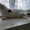 Saba a rejoint le concours — aidez-le/la à gagner de superbes lots ! cat, white_cat, black_spots, windowsill, window, curtains, indoor, relaxed, pet, feline, looking_outside, natural_light, resting, animal, home_interior, quiet, calm, side_view, domestic_cat, peaceful