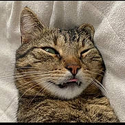 Sparrow a rejoint le concours — aidez-le/la à gagner de superbes lots ! cat, tabby, pet, animal, close_up, whiskers, tongue, playful, mischievous, fur, face, sleepy, cute, domestic_cat, feline, lying_down, soft_texture, blanket, indoor, relaxed