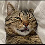 cat, tabby, pet, animal, close_up, whiskers, tongue, playful, mischievous, fur, face, sleepy, cute, domestic_cat, feline, lying_down, soft_texture, blanket, indoor, relaxed