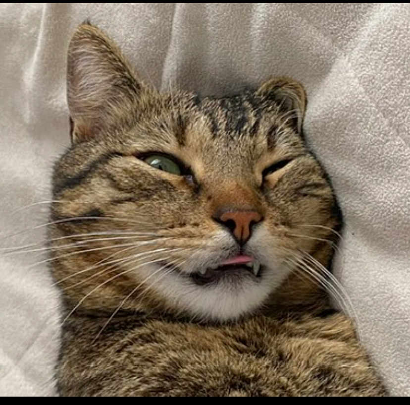 Sparrow a rejoint le concours — aidez-le/la à gagner de superbes lots ! cat, tabby, pet, animal, close_up, whiskers, tongue, playful, mischievous, fur, face, sleepy, cute, domestic_cat, feline, lying_down, soft_texture, blanket, indoor, relaxed