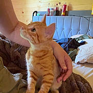 Dale is registered to the contest to win money with this photo: cat, kitten, orange_tabby, person, lap, blanket, bed, pillow, wooden_wall, painting, bottle, furniture, indoor, curious, pet, cozy, casual, rest, home, animal