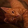 Dale is registered to the contest to win money with this photo: cat, ginger_cat, feline, pet, animal, close_up, relaxed, sleepy, soft_fur, whiskers, ear, paw, indoor, blanket, cozy, warm_lighting, resting, cute, domestic_cat, mammal