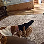Dale joined the competition — help win amazing prizes! kitten, cat, foot, sock, playful, living_room, rug, wooden_wall, couch, toy, orange_tabby, pet, indoor, floor, clinging, cozy, furniture, person, animal, home