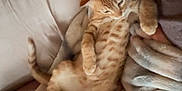 Dale is registered to the contest to win money with this photo: cat, tabby_cat, orange_cat, pet, feline, blanket, cozy, relaxed, indoor, fur, animal, cute, sleepy, resting, soft_texture, paw, tail, comfort, mammal, home