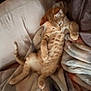 cat, tabby_cat, orange_cat, pet, feline, blanket, cozy, relaxed, indoor, fur, animal, cute, sleepy, resting, soft_texture, paw, tail, comfort, mammal, home