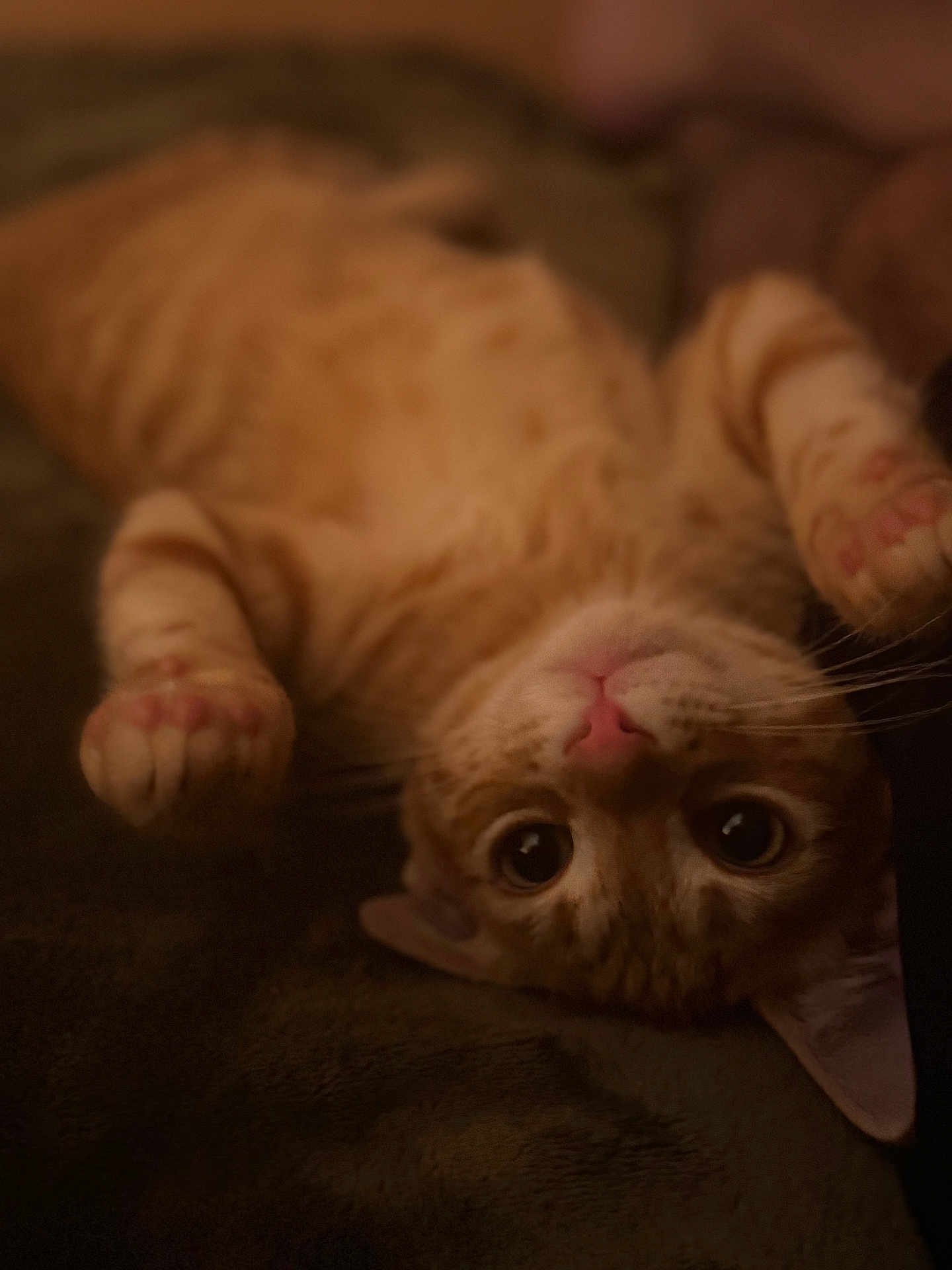Dale joined the competition — help win amazing prizes! cat, orange_tabby, pet, animal, cute, lying_down, paws, whiskers, ears, nose, eyes, fur, domestic_cat, indoor, cozy, soft_light, closeup, portrait, relaxed, curious