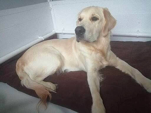 Marlow is registered to the contest to win money with this photo: canidae, carnivore, companion_dog, dog, dog_breed, fawn, flooring, fur, gun_dog, hardwood, non_sporting_group, paw, retriever, snout, sporting_group, tail, terrestrial_animal, wood, working_animal