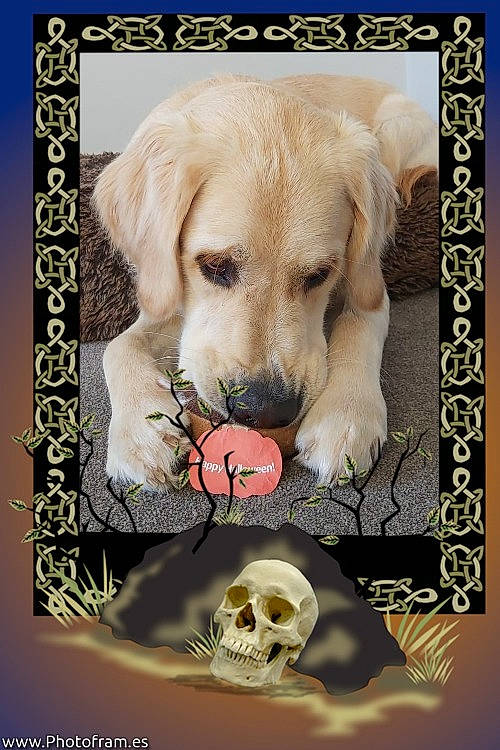 Marlow is registered to the contest to win money with this photo: art, bone, canidae, carnivore, companion_dog, dog, dog_breed, dog_supply, fawn, font, photo_caption, picture_frame, rectangle, skull, snout, sporting_group, still_life_photography, stock_photography, wildlife, working_animal