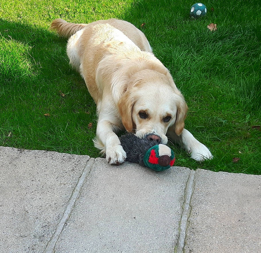 Marlow joined the competition — help win amazing prizes! canidae, carnivore, companion_dog, dog, dog_breed, dog_collar, dog_supply, fawn, grass, groundcover, labrador_retriever, leash, puppy, retriever, road_surface, snout, sporting_group, tail, working_animal, working_dog