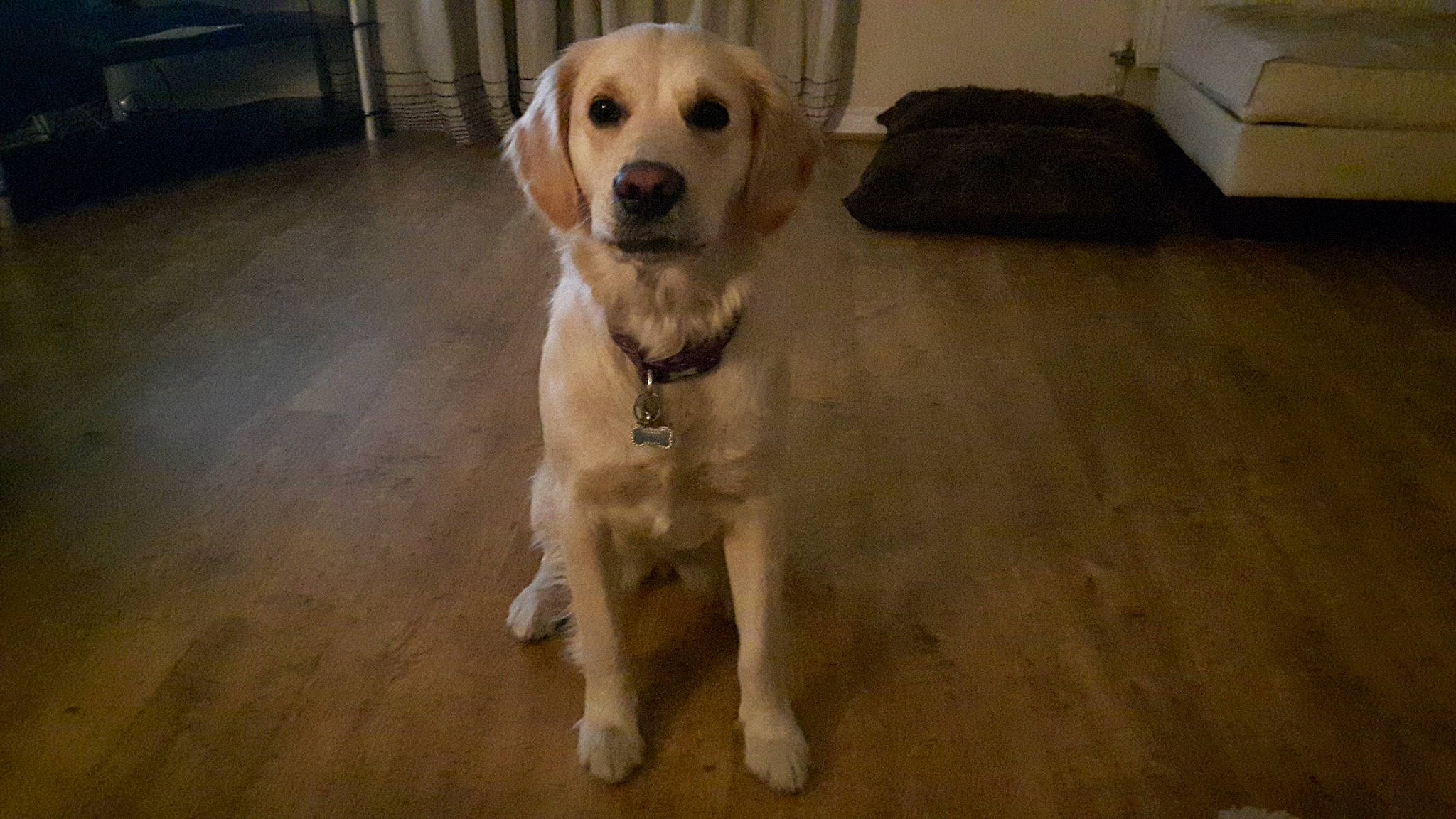 Marlow is registered to the contest to win money with this photo: canidae, carnivore, companion_dog, dog, dog_breed, fawn, floor, flooring, fur, gun_dog, hardwood, labrador_retriever, laminate_flooring, snout, sporting_group, tail, whiskers, wood, wood_flooring, working_animal