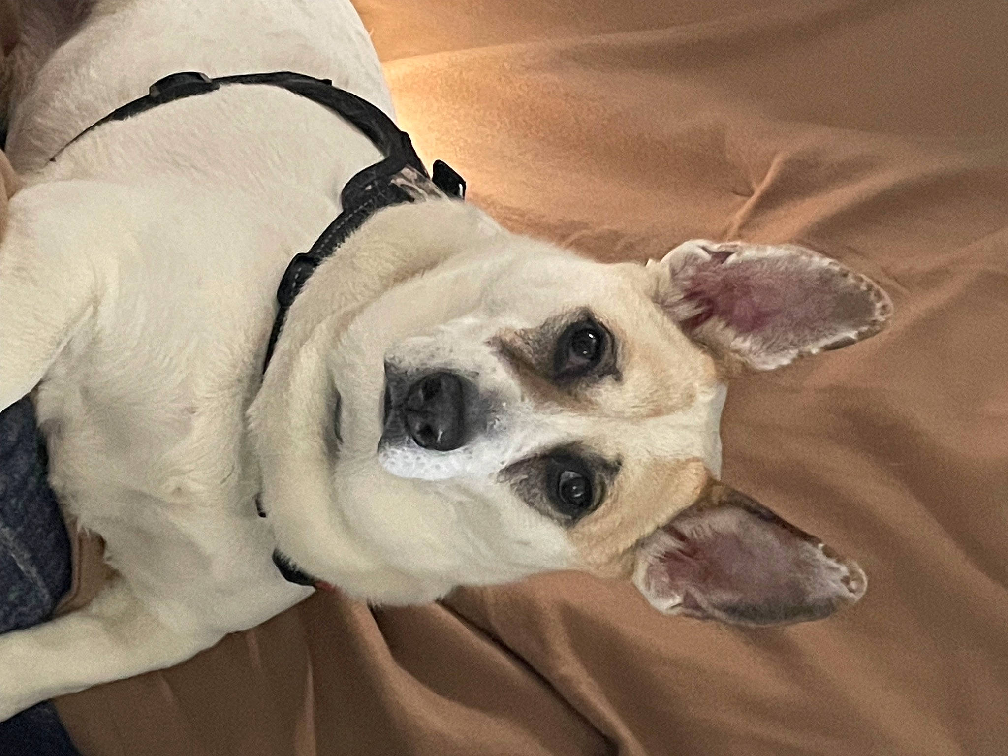 Bella is registered to the contest to win money with this photo: aircraft, carnivore, collar, comfort, companion_dog, dog, dog_breed, dog_collar, dog_supply, ear, eye, fawn, fur, head, paw, pet_supply, snout, sporting_group, whiskers, working_animal