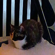 Pebbles is registered to the contest to win money with this photo: cat, animal, pet, feline, indoor, dark, grainy, blurred, jacket, vertical_bars, resting, fur, whiskers, ears, shadow, cozy, background, low_light, quiet, still