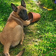 Baly participe au concours pour gagner de l'argent avec cette photo : animal, blue_flowers, canine, dog, ears, flower_pot, fur, garden, grass, greenery, leafy, nature, outdoor, pathway, pet, plants, playful, summer, sunlight, tail