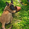 dog, grass, flower_pot, garden, plants, greenery, blue_flowers, sunlight, outdoor, nature, pet, canine, playful, pathway, leafy, summer, animal, fur, ears, tail