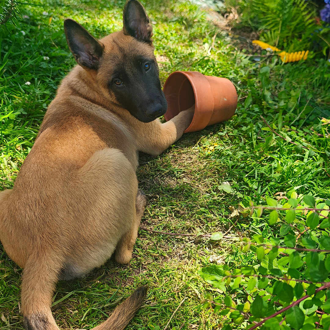 Baly participe au concours pour gagner de l'argent avec cette photo : animal, blue_flowers, canine, dog, ears, flower_pot, fur, garden, grass, greenery, leafy, nature, outdoor, pathway, pet, plants, playful, summer, sunlight, tail