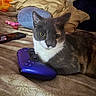 animal, bed, blanket, cat, close_up, controller, cozy, domestic_cat, ears, eyes, feline, gaming, indoor, pet, phone, pillow, portrait, toy, video_game_controller, whiskers
