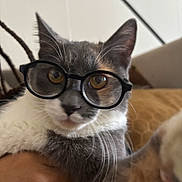 Zimmie joined the competition — help win amazing prizes! cat, close_up, cozy, curious, domestic_cat, eyewear, feline, funny, glasses, golden_eyes, gray_and_white, hand, home, indoor, paw, pet, portrait, sofa, whiskers, young_cat