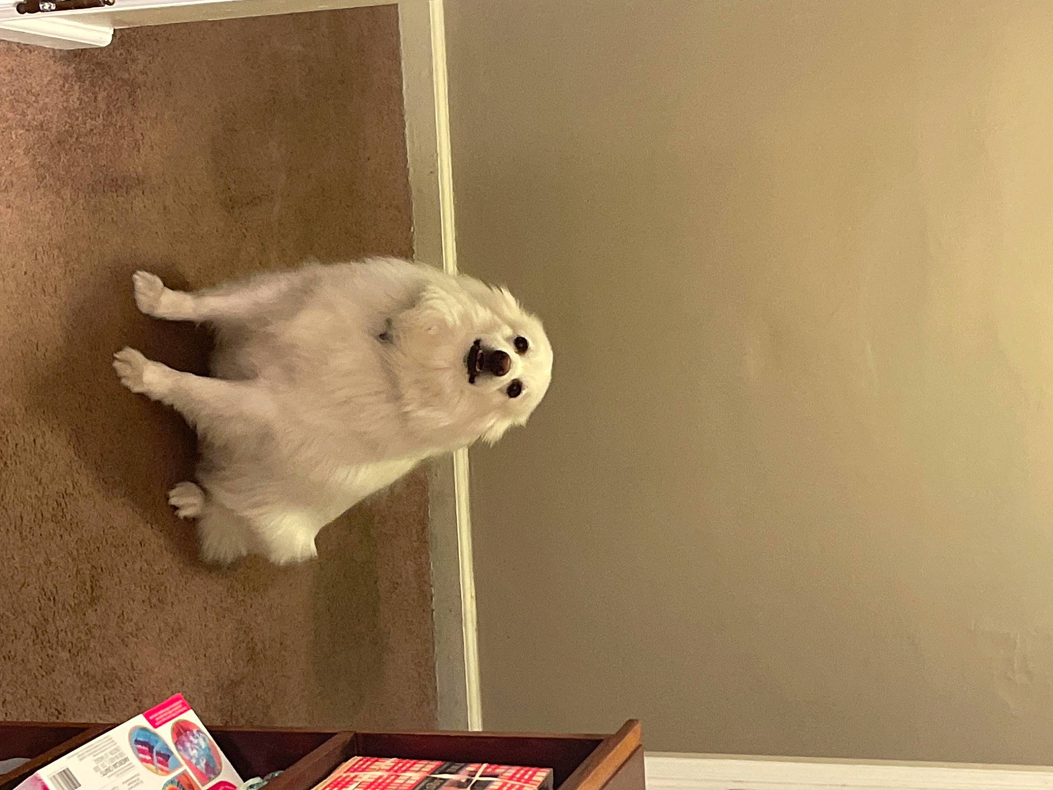 Angel joined the competition — help win amazing prizes! canidae, carmine, carnivore, companion_dog, dog_breed, fawn, felidae, fur, non_sporting_group, plush, rectangle, room, small_to_medium_sized_cats, stuffed_toy, tail, terrestrial_animal, toy, visual_arts, whiskers, wood