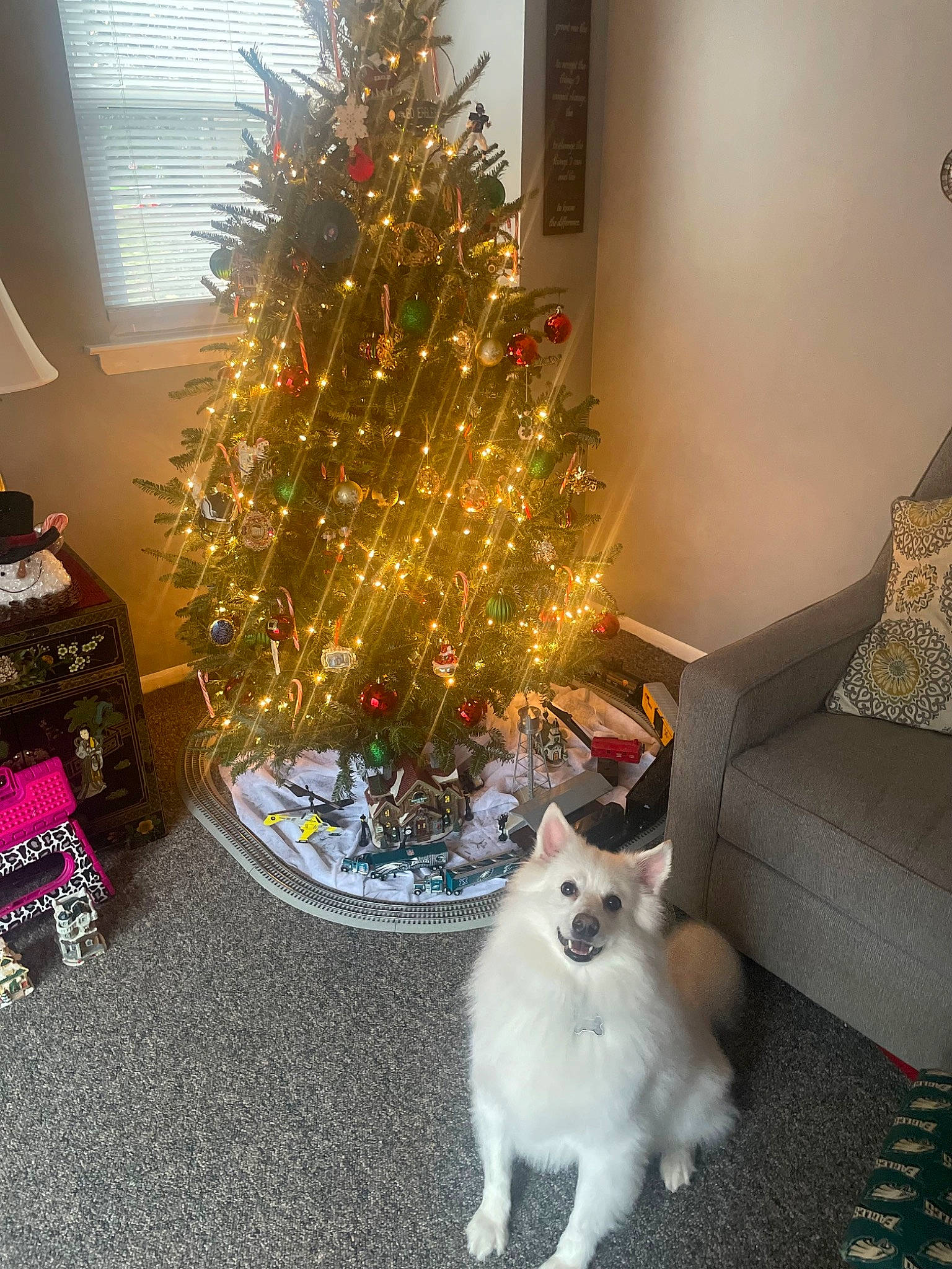 Angel is registered to the contest to win money with this photo: carnivore, cat, christmas, christmas_decoration, christmas_ornament, christmas_tree, event, evergreen, felidae, holiday_ornament, interior_design, larch, light, living_room, ornament, plant, small_to_medium_sized_cats, tints_and_shades, white, wood