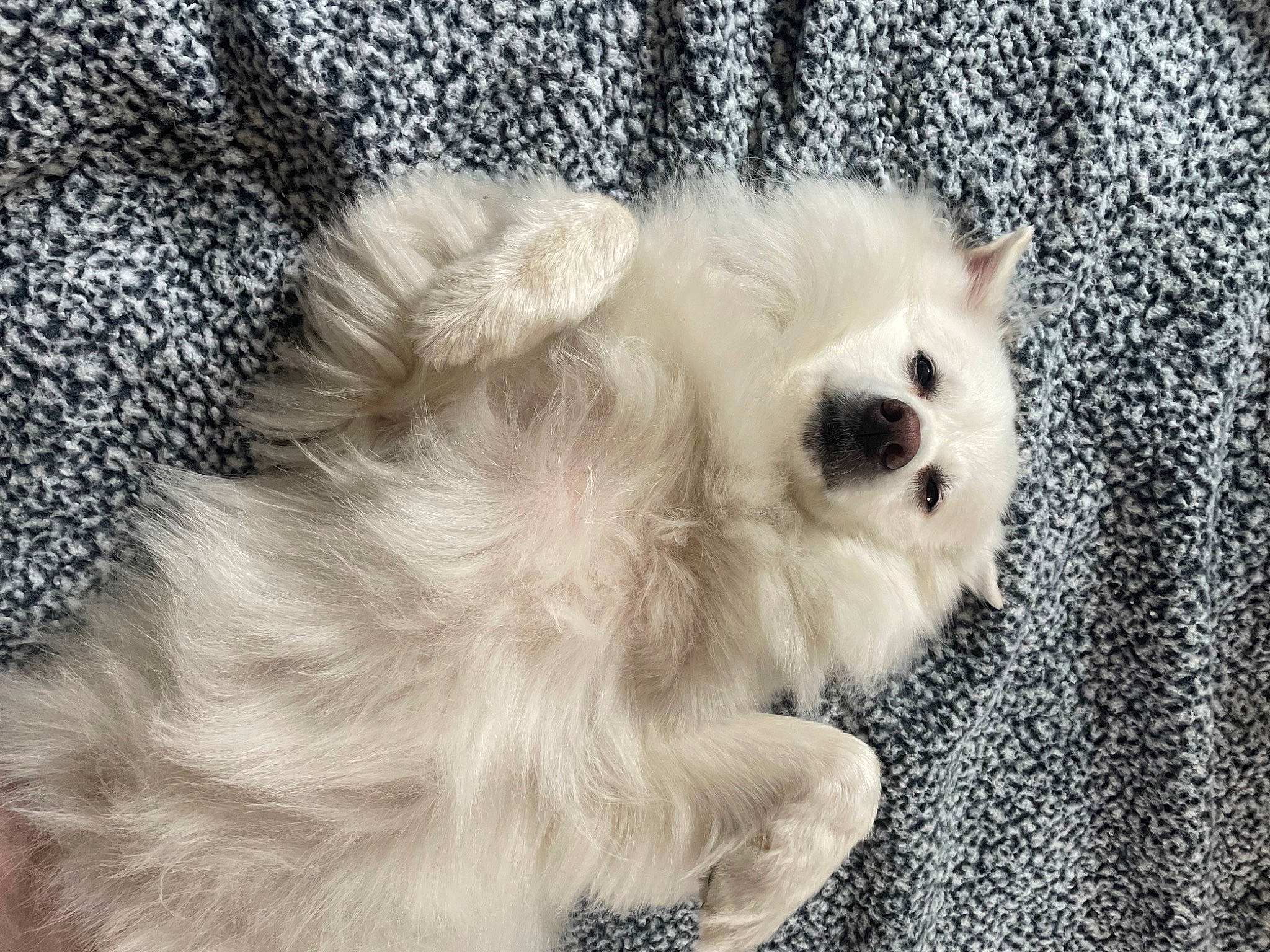 Angel is registered to the contest to win money with this photo: canidae, carnivore, companion_dog, dog, dog_breed, dog_supply, fawn, fur, german_spitz, german_spitz_mittel, non_sporting_group, puppy, snout, spitz, sporting_group, tail, toy_dog, volpino_italiano, whiskers, working_animal