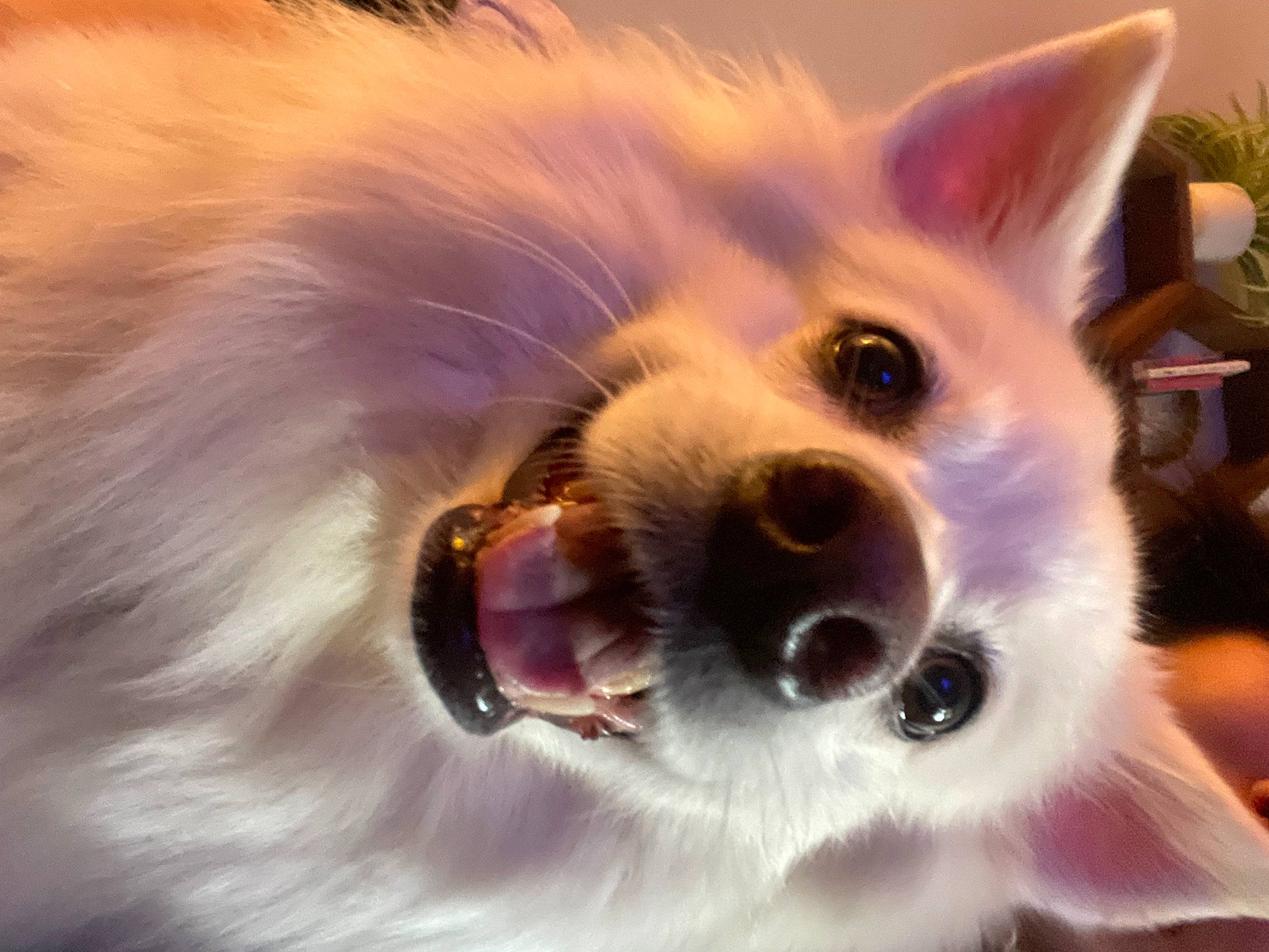 Angel is registered to the contest to win money with this photo: canidae, carnivore, close_up, companion_dog, dog, dog_breed, ear, fang, flowerpot, fur, german_spitz, happy, houseplant, paw, plant, snout, spitz, sporting_group, toy_dog, whiskers