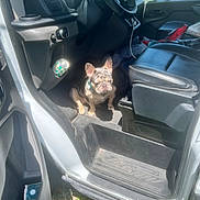 Princess joined the competition — help win amazing prizes! can, car_interior, car_seat, cup_holder, dashboard, daylight, dog, french_bulldog, grass, leather_seat, open_car_door, pet, police_car, shadow, sitting, steering_wheel, street, sunlight, vehicle, window