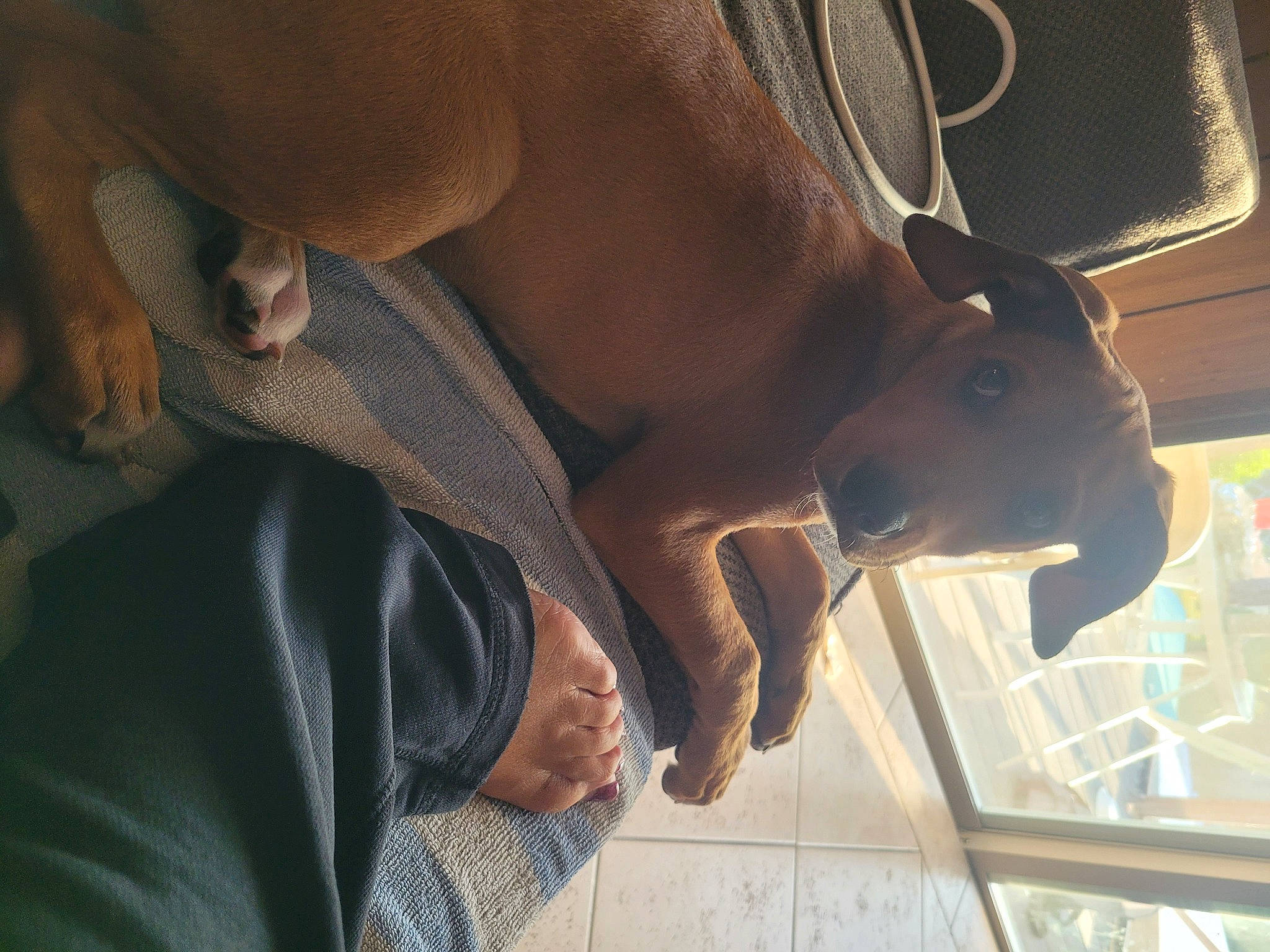 Goose is registered to the contest to win money with this photo: abdomen, chest, elbow, flesh, fun, fur, gesture, human_leg, knee, metal, mouth, nail, thigh, trunk, window, wood, working_animal, wrist